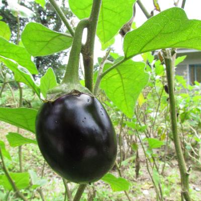 Organic Food 17