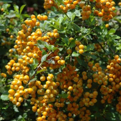Organic Food 19