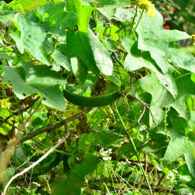 Organic Food 23