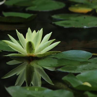 Flora 11