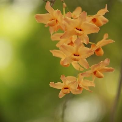 Flora 12