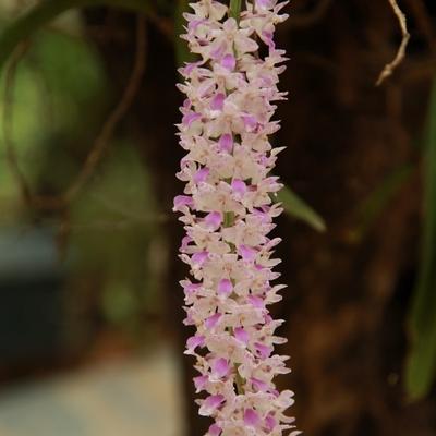 Flora 13
