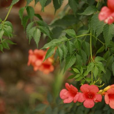 Flora 14