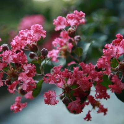 Flora 15