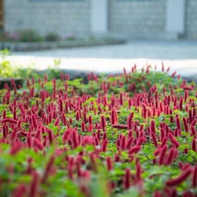 Flora 17