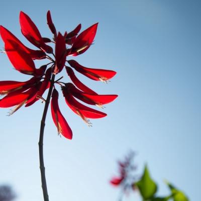 Flora 18