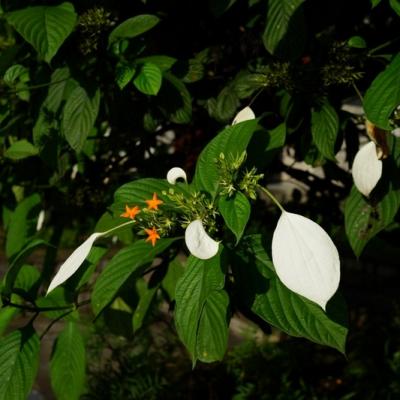 Flora 20