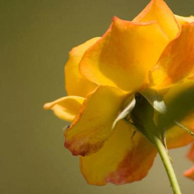 Flora 23