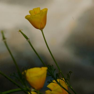 Flora 25
