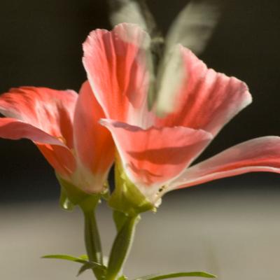 Flora 27