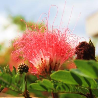 Flora 2