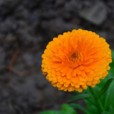 Flora 3