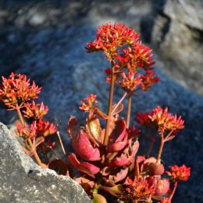 Flora 6