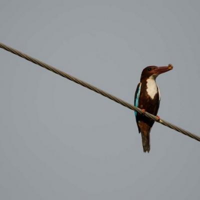 Fauna 23