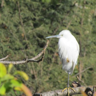 Fauna 24