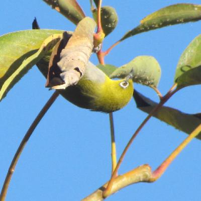 Fauna 29