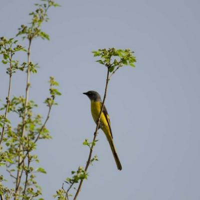Fauna 2