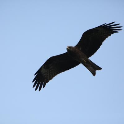 Fauna 6