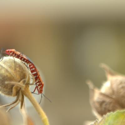 Fauna 8
